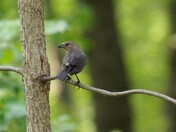 Brown-headed Cowbird