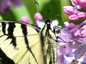 Up close with a swallowtail