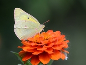 Common Sulphur