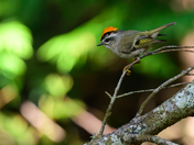 Golden-crowned Kinglet