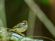 Golden-crowned Kinglet II