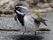 Black-throated Sparrow