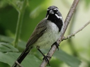 Black-throated Sparrow