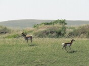Pronghorn