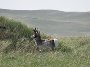 Pronghorn