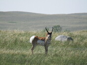 Pronghorn