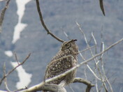 Great Horned Owl
