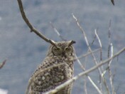 Great Horned Owl