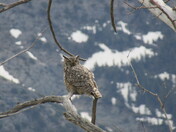 Great Horned Owl