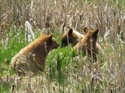 Brown Bears