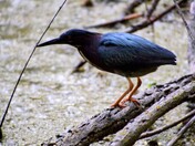 Green Heron