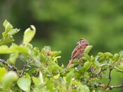 Song Sparrow