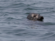 Keeping an eye on us