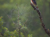 Eastern Towhee 