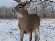 Whitetail Buck