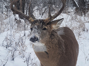 Whitetail Buck