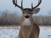 Whitetail Buck