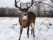 Whitetail Buck