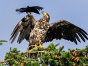 Flying in the Face of Danger!  