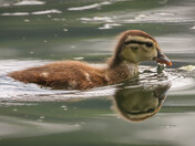 Wood Duck Chick
