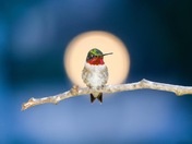 Ruby throated humming bird perched