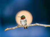 Ruby throated humming bird perched
