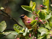 Cedar Waxwing