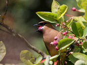 Cedar Waxwing