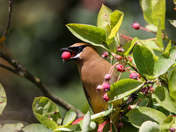 Cedar Waxwing