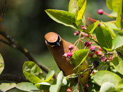 Cedar Waxwing