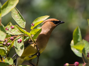 Cedar Waxwing