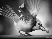 Bluejay in Monochrome