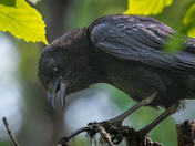 Nothing to Crow about this time!