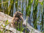Bonaparte's Gull Chick