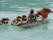 Merganser Family