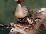 Merganser Family