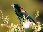 Red Winged Blackbird