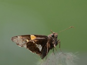 Silver-Spotted Skipper