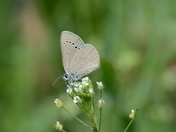 Silvery Blue Butterfly