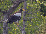 Meeting a Celebrity- Stella Reigns in Newfoundland!!
