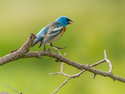 Take a Walk On the Wild Side