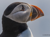 Puffins On Guard.....