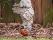 Robin and owl friend