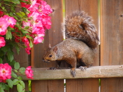 Squirrel and roses