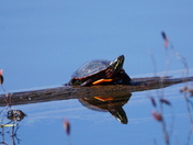 Tribute to the sun god