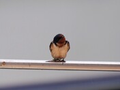 Barn Swallow on a boat