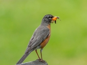 Robin With A Snack