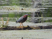 Sortie du 14 juin 2025. Pictures of the 14 th of June 2025