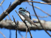 Sortie du 14 juin 2025. Pictures of the 14 th of June 2025