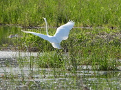 Sortie du 14 juin 2025. Pictures of the 14 th of June 2025